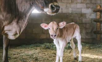 calf to cow