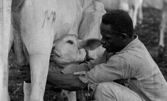 milking cow