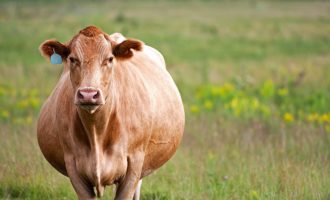 preg cow